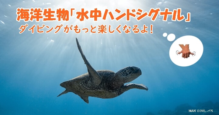 覚えよう！「海洋生物：水中ハンドシグナル」｜ダイビングがもっと